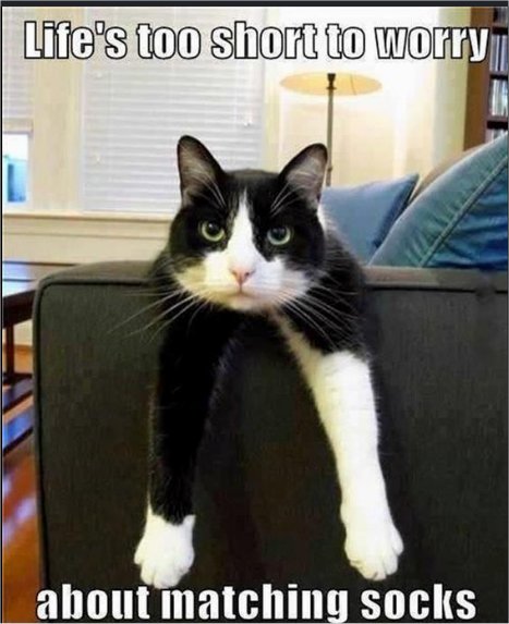 socks caturday majorgeeks.jpg